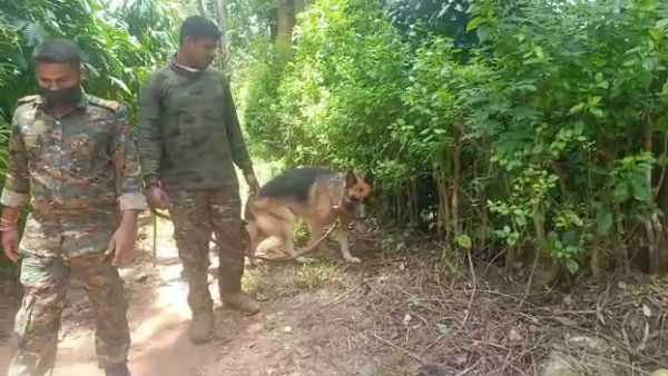 Madikeri: Tiger killed For Nails In Kallalla Forest Area; Three Arrested
