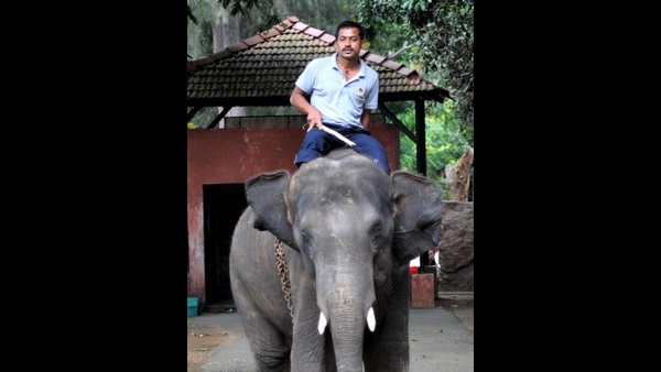 An elephant killed mahout in mysuru zoo