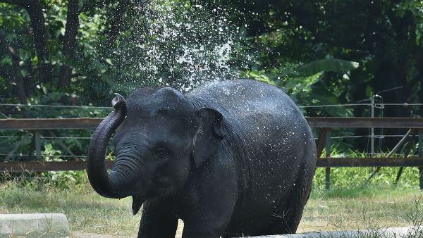 ಆನೆ-ಮನುಷ್ಯ ಸಂಘರ್ಷ