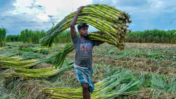 Sowing Area Increased Inbetween Coronavirus crisis In India
