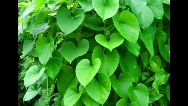  ಮನೆಯಲ್ಲೇ ಬೆಳೆದಿದ್ದರೂ ಗೊತ್ತಾಗಲಿಲ್ಲ