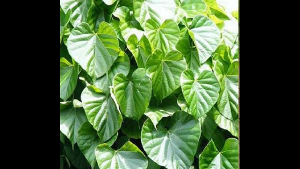  ಅದು ಅಮೃತಬಳ್ಳಿ ಎಂದು ತಿಳಿದಿರಲೇ ಇಲ್ಲ