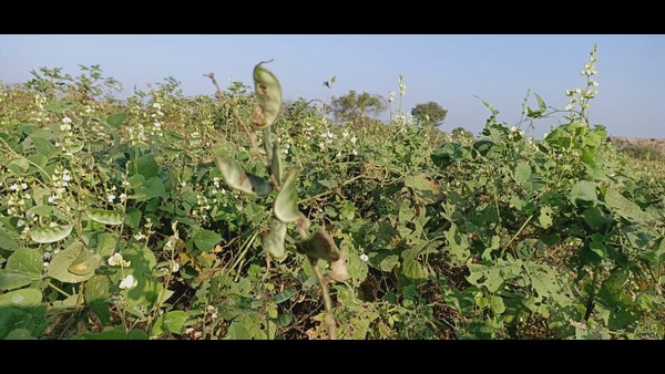  ಹುಣಸೂರಿನಲ್ಲಿ ಅತಿ ಹೆಚ್ಚು ಅವರೆಕಾಯಿ ಬೆಳೆ