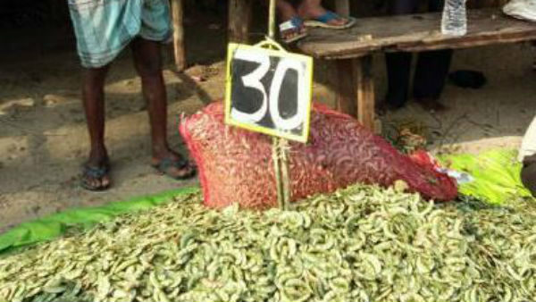  ಅವರೆ ಬೆಳೆದ ರೈತರಿಗೆ ನಷ್ಟ 