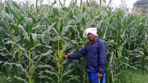  ಮುಸುಕಿನ ಜೋಳದತ್ತ ರೈತರ ಒಲವು 