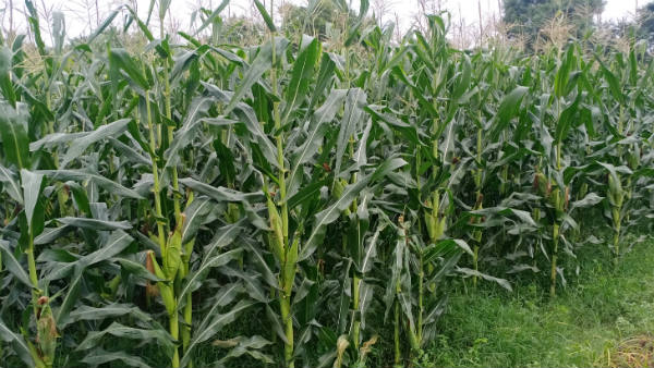  ಜೋಳ ರೈತರ ಕೈಹಿಡಿಯುತ್ತಾ? 