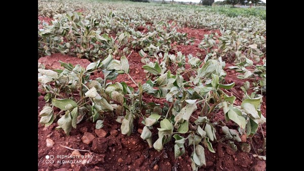  ಶೇಂಗಾ, ಮೆಕ್ಕೆ ಜೋಳಕ್ಕೆ ಮಳೆ ಅಗತ್ಯ
