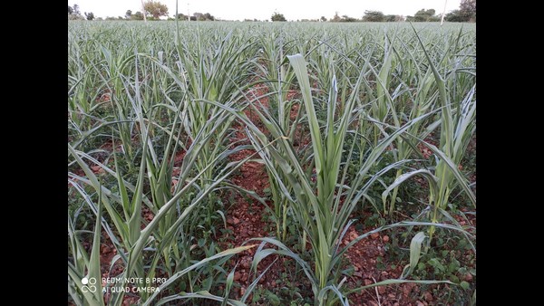  ಜಿಲ್ಲೆಯ 43,819 ಹೆಕ್ಟೇರ್ ಪ್ರದೇಶದಲ್ಲಿ ಬಿತ್ತನೆ