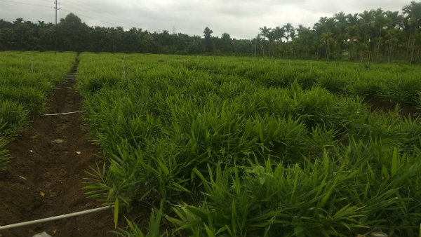 Rot Disease To Ginger Crop In Shivamogga