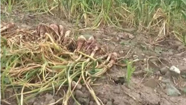  preventive ಸಿಂಪರಣೆಯೂ ಮಾಡುತ್ತಾರೆ