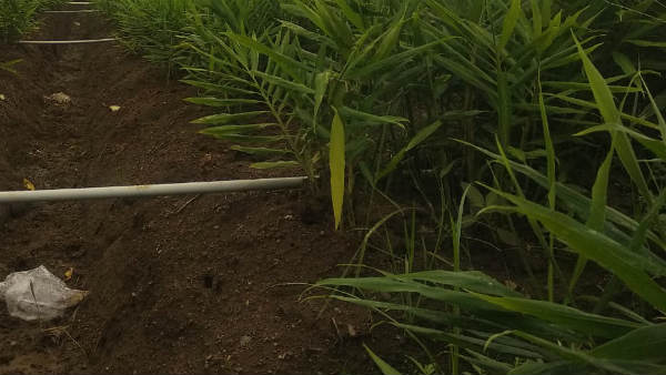 ಬೆಳೆಯ ಪ್ರಮುಖ ರೋಗಗಳು