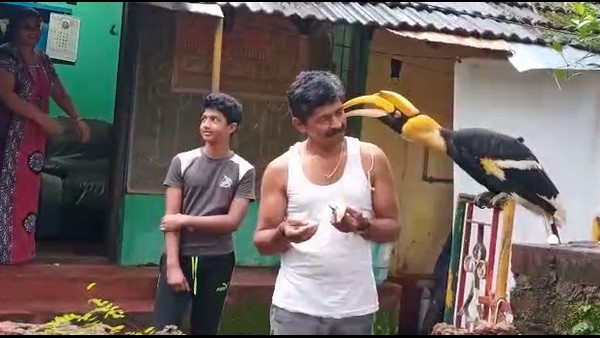  ಹಳದಿ ಬಣ್ಣದ ಕೊಕ್ಕು ವಿಶೇಷ ಗುರುತು