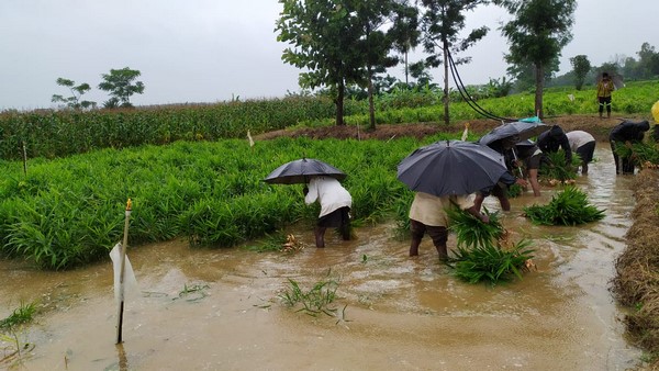  ಶುಂಠಿಯನ್ನು ಕೀಳುತ್ತಿರುವ ರೈತರು