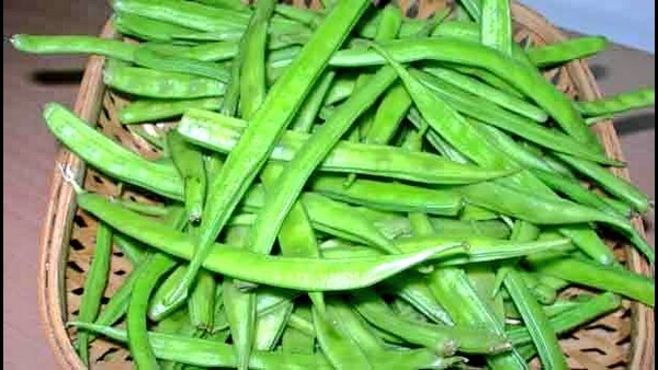 ಗೋರಿ ಕಾಯಿಯ ಅಂಟು