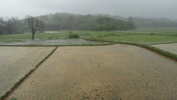  ಕೃಷಿಕರಿಗೆ ಸವಾಲಿನ ಸ್ಥಿತಿ