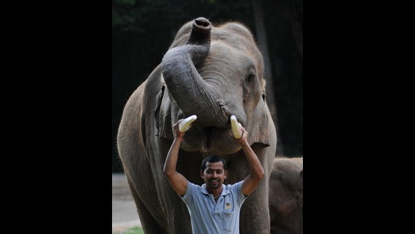 ತಾನೇ ಸಾಕಿದ್ದ ಆನೆಯಿಂದ ಸಾವು ತಾನೇ ಸಾಕಿದ್ದ ಆನೆಯಿಂದ ಸಾವು