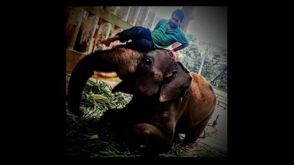 ಆನೆ ಮಾವುತ ಆನೆ ಮಾವುತ