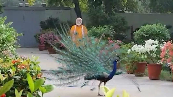 ನವಿಲಿನ ಬೇಟೆ ಇಳಿಕೆ