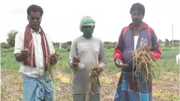  ಈರುಳ್ಳಿ ಬೆಳೆಗೆ ಅಪಾರ ಹಾನಿ