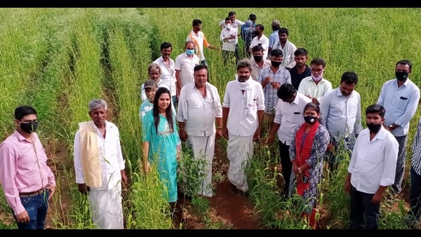 ಪಾಮ್ ರೋಜ್ ಬೆಳೆಯಲು ಪ್ರೋತ್ಸಾಹ 