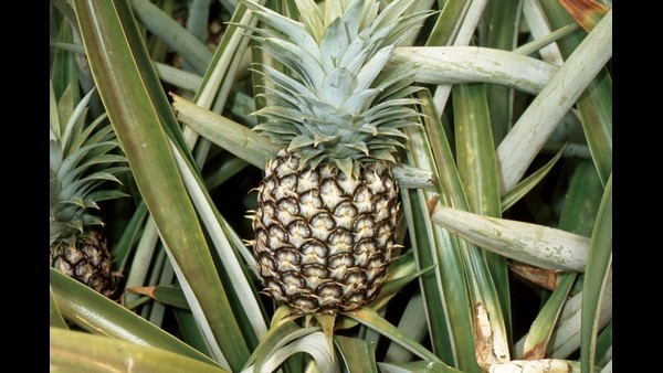  ಗಿಡಗಳನ್ನು ಜತನದಿಂದ ನೋಡಿಕೊಳ್ಳಬೇಕು 