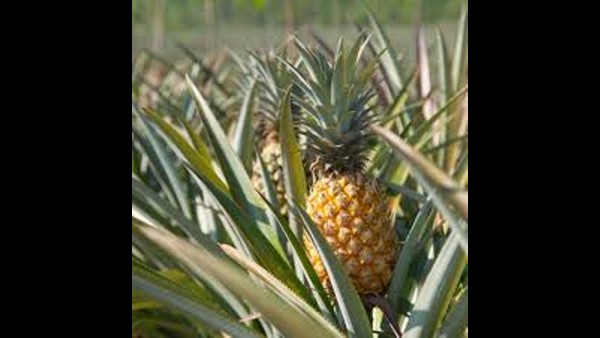 ನೀರು ಹಾಯಿಸುವುದರ ಮೇಲೆ ಗಮನವಿರಲಿ