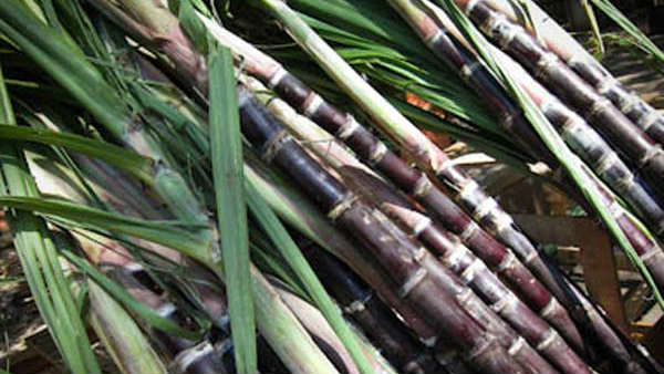 15 ದಿನಗಳ ಅಂತರ ಕೊಡಿ