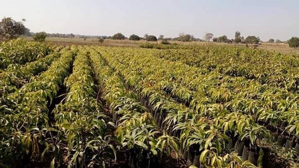 32 ಎಕರೆ ಪ್ರದೇಶದಲ್ಲಿ ಇಸ್ರೇಲ್ ಮಾದರಿ ಕೃಷಿ