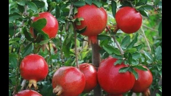 ಉನ್ನತ ಶಿಕ್ಷಣ ತ್ಯಜಿಸಿದರು