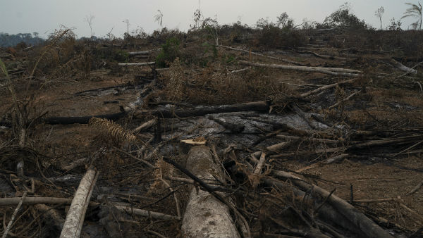ಅಮೆಜಾನ್ ನಾಶವಾಗಿ ಹೋಗುತ್ತಿದೆ 