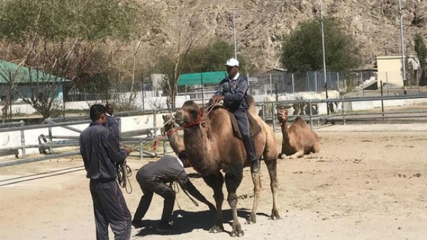 Indian Army Plans To Use Camels To Patrol LAC In Ladakh Indian Army Plans To Use Camels To Patrol LAC In Ladakh