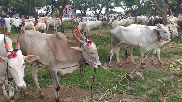 ಮುದ್ದೆ ಚರ್ಮ ರೋಗದ ಲಕ್ಷಣಗಳು 