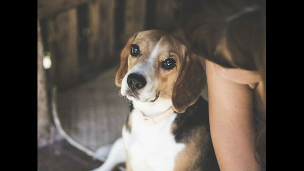 People Use Dog Name As A Medium To Many Things