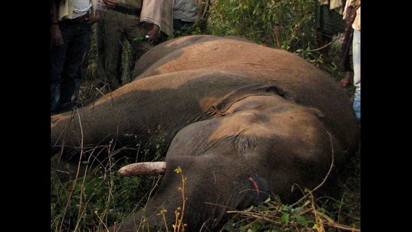  ಆನೆ ಸಾವನ್ನು ತಡೆಗಟ್ಟುವುದಾದರೂ ಹೇಗೆ?