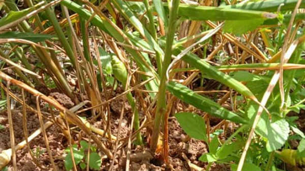 ಗಿಡಗಳನ್ನು ಬದುಕಿಸುವುದು ಕಷ್ಟ