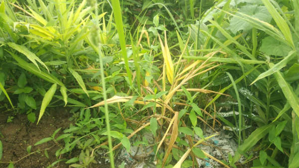 ರೋಗದ ಲಕ್ಷಣಗಳು