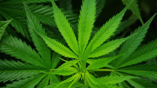  ಹಳೇ ಮೈಸೂರು ವ್ಯಾಪ್ತಿಯಲ್ಲಿ ದಂಧೆ