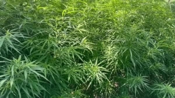  ಕೊಡಗಿಗೆ ಶುಂಠಿಯೊಂದಿಗೆ ಬಂದ ಗಾಂಜಾ 