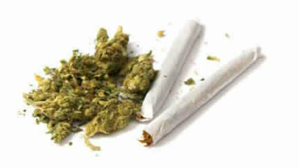  ಗಾಂಜಾವನ್ನು ಬೇರು ಸಹಿತ ಕೀಳಲಾಗುತ್ತಿಲ್ಲ 