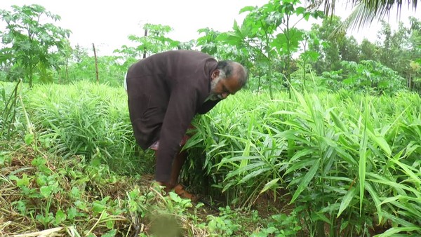  ಶುಂಠಿಗೆ ಸಮಾಧಾನಕರವಾದ ಬೆಲೆ