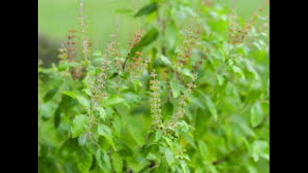  ತುಳಸಿ, ಶುಂಠಿ, ಸೌತೆಕಾಯಿ, ಜೇನುತುಪ್ಪ