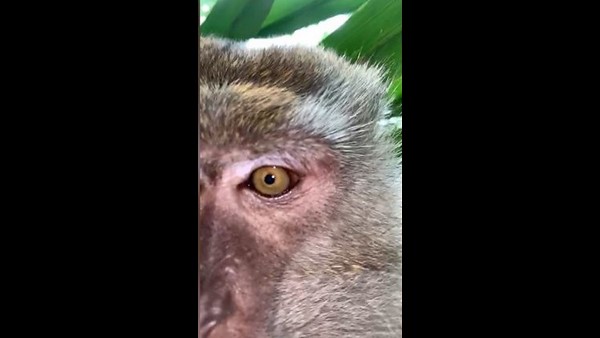 Malaysian Man Finds Monkey Selfies On Lost Phone Malaysian Man Finds Monkey Selfies On Lost Phone