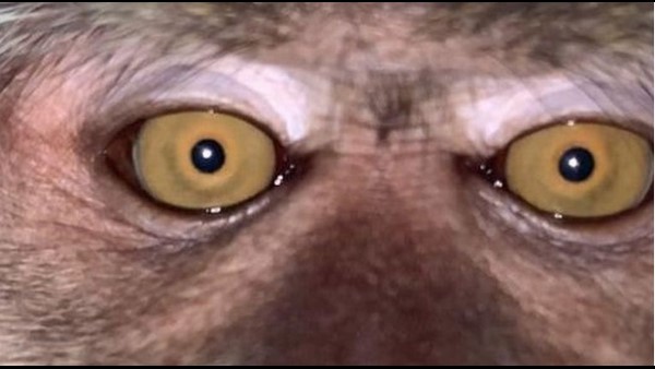 Malaysian Man Finds Monkey Selfies On Lost Phone Malaysian Man Finds Monkey Selfies On Lost Phone