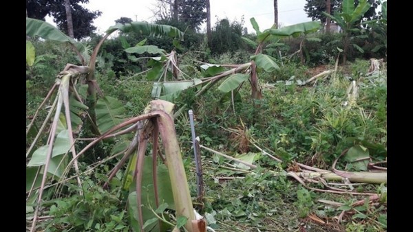  ಕಾಡಾನೆಗಳಿಂದ ಬೆಳೆ ನಾಶ