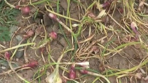 Chitradurga: Four Acres Onion Crops Destroyed By Rain Chitradurga: Four Acres Onion Crops Destroyed By Rain