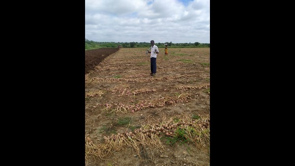 7186.30 ಹೆಕ್ಟೇರ್ ಪ್ರದೇಶದಲ್ಲಿನ ಈರುಳ್ಳಿ ಬೆಳೆ ಹಾನಿ