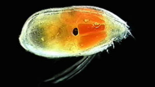 100 Million Years Old Sperm Has Been Found In Myanmar 100 Million Years Old Sperm Has Been Found In Myanmar