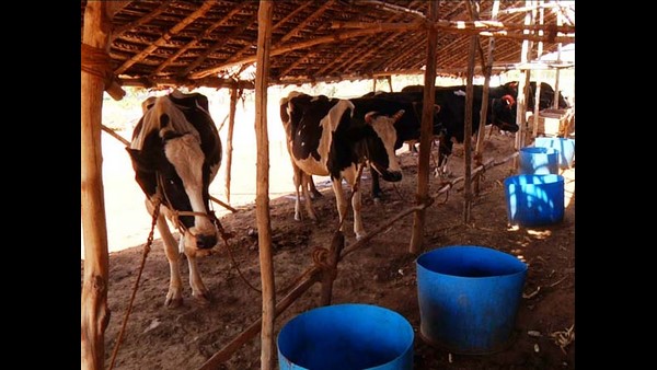 ಪಶು ಕಿಸಾನ್ ಕ್ರೆಡಿಟ್ ಕಾರ್ಡ್‌ ಪಡೆಯುವುದು ಹೇಗೆ?