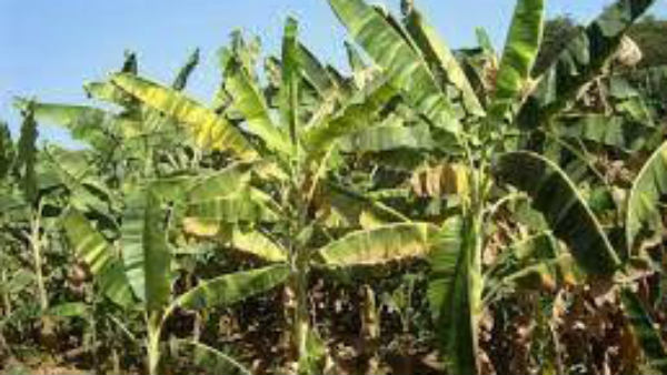 1970ರ ದಶಕದ ಮಳಿಗೆಯಲ್ಲಿ ಈಗಲೂ ಡಿಮ್ಯಾಂಡ್