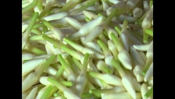 Udupi: Special Demand For Shankarapura Jasmine Flower 